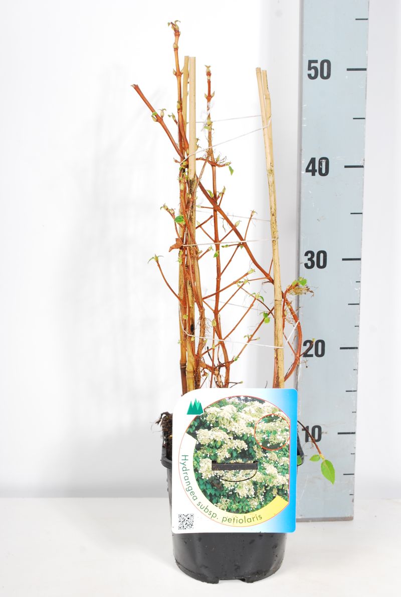 Hortensia anomala petiolaris - C2/P17 30-40 CM 4-STIC
