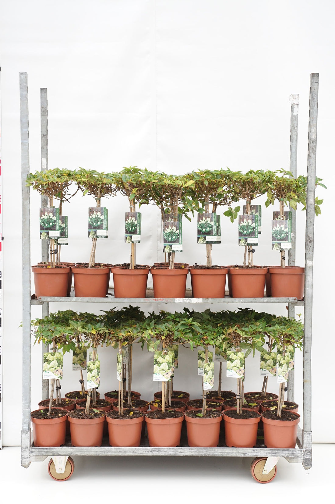 Hortensia pan. in cultivars - 30 CM STEM C3/P19