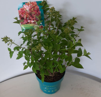 Hydrangea pan. &