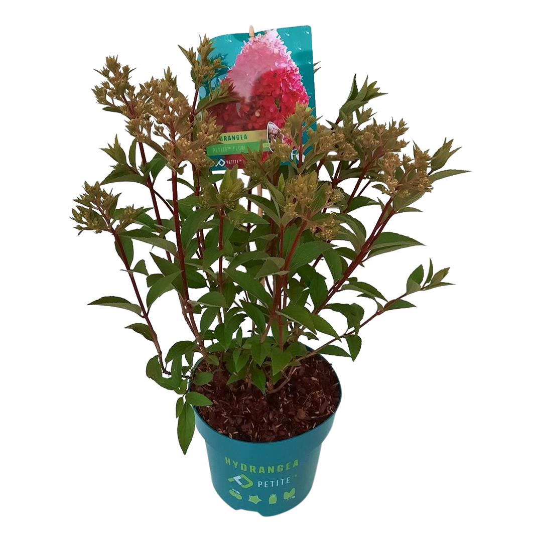 Hortensia pan. &