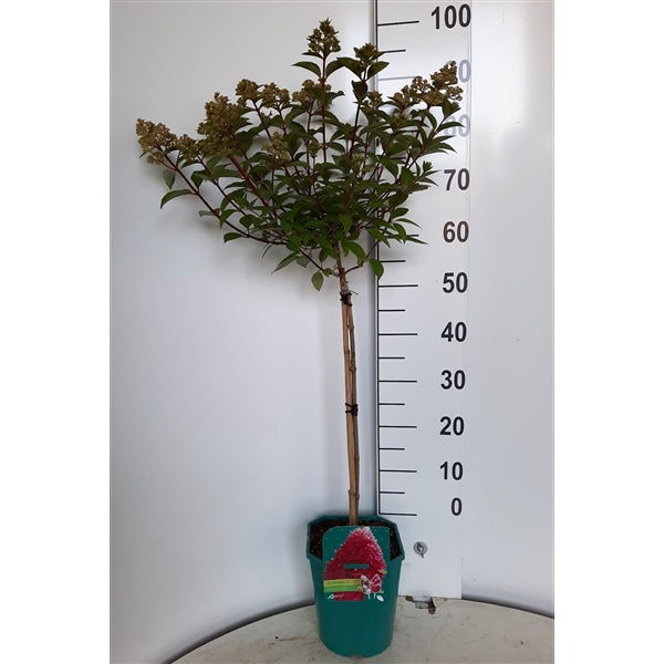 Hortensia pan. &