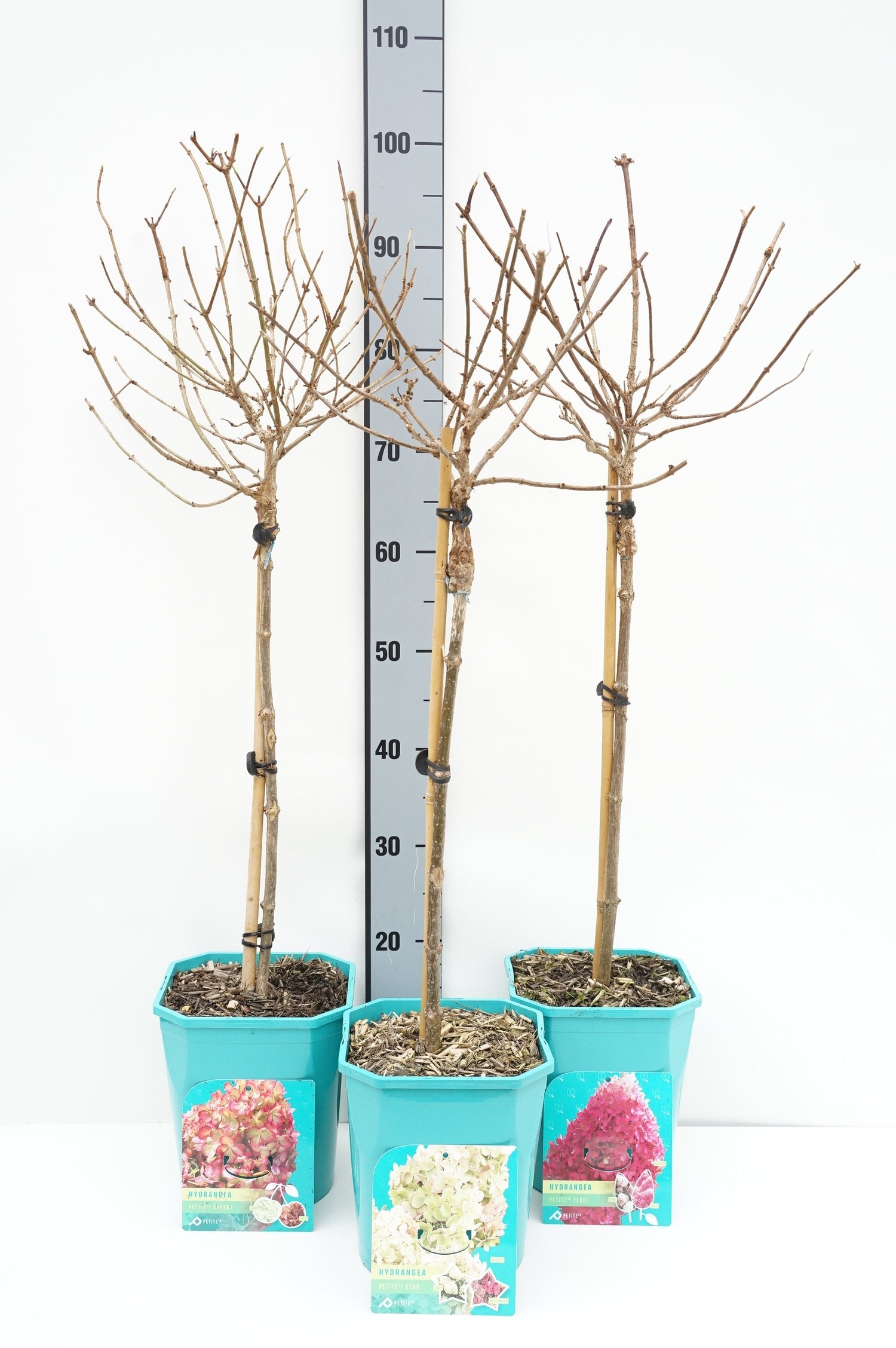 Hortensia pan. &