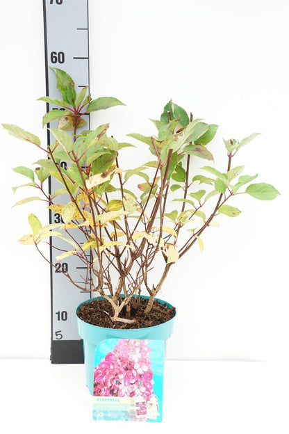 Hydrangea pan. &