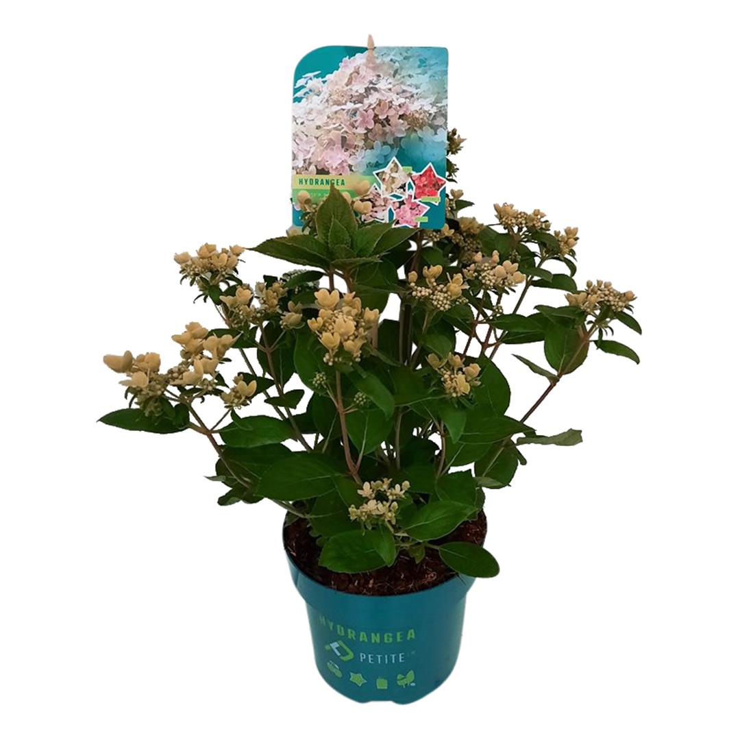 TW-2779460
