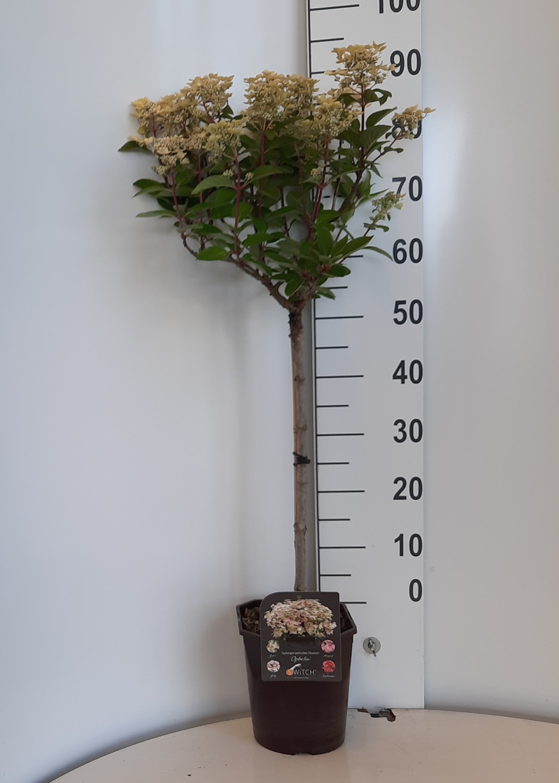 Hortensia pan. (S)witch® &