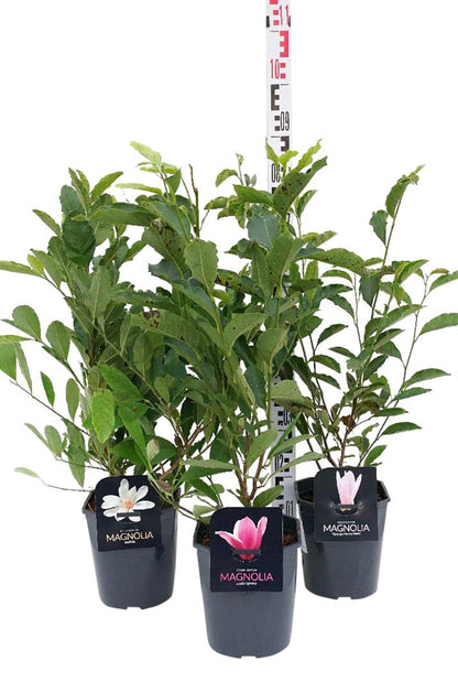 Magnolia i sorter C4,5 (4,5 liters kruka) 50-60 cm