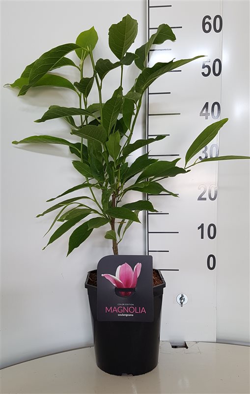 Magnolia soulangeana - C4,5/P22 50-60 CM