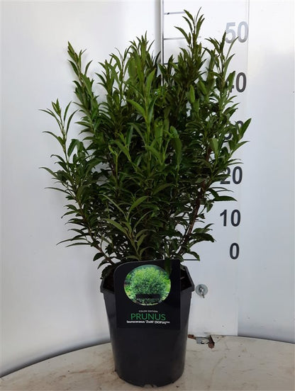 Prunus laur. &