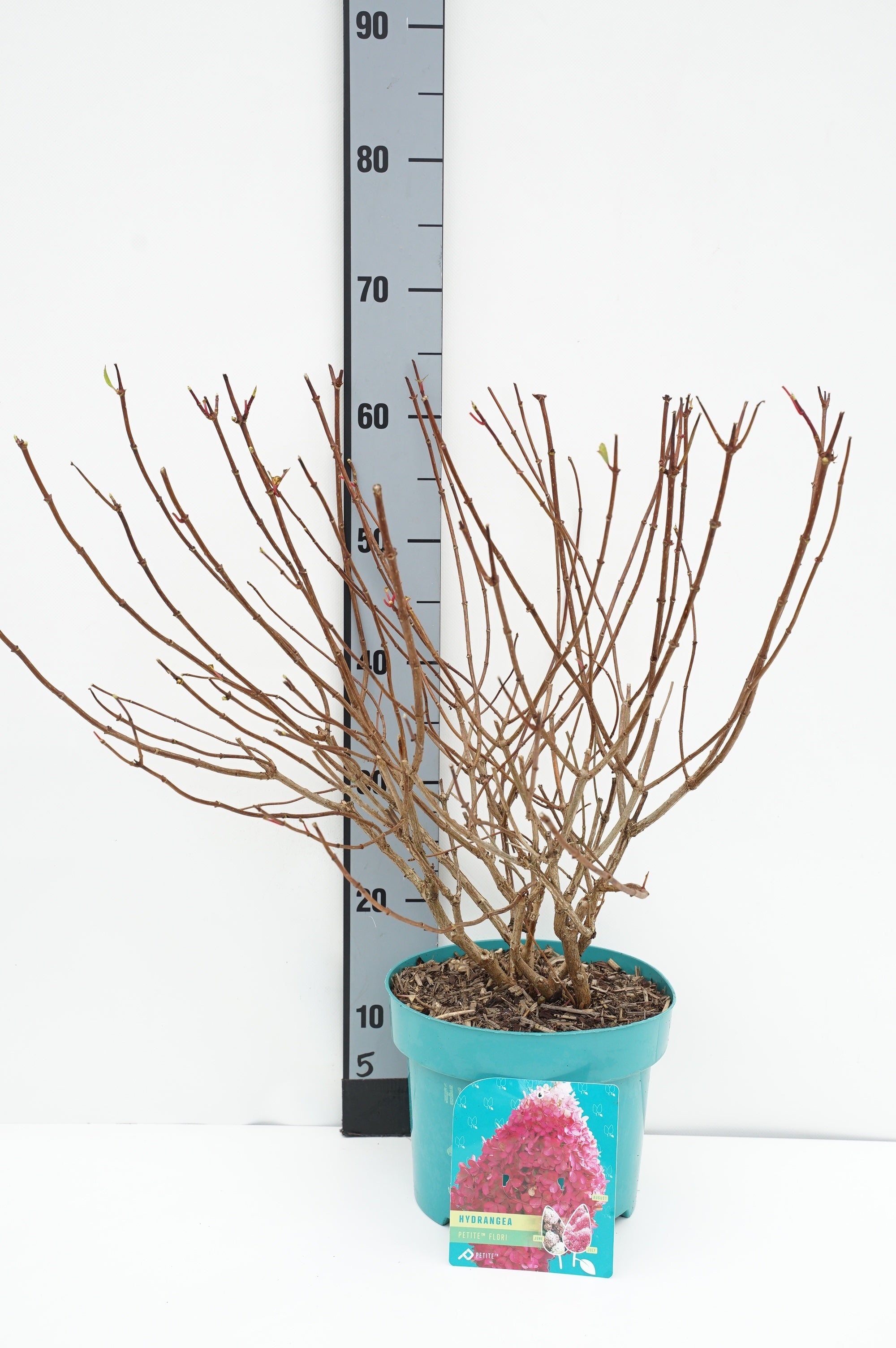 Körsbär laur. ‘Filigrow Sofia’® - 35-40 CM BALL C10