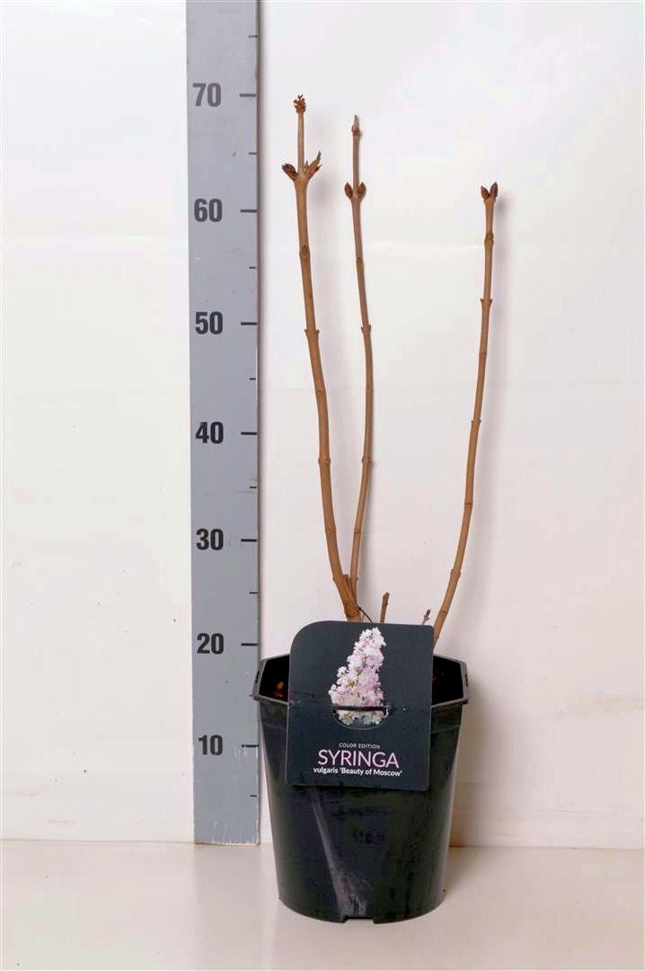 Syringa vulgaris &