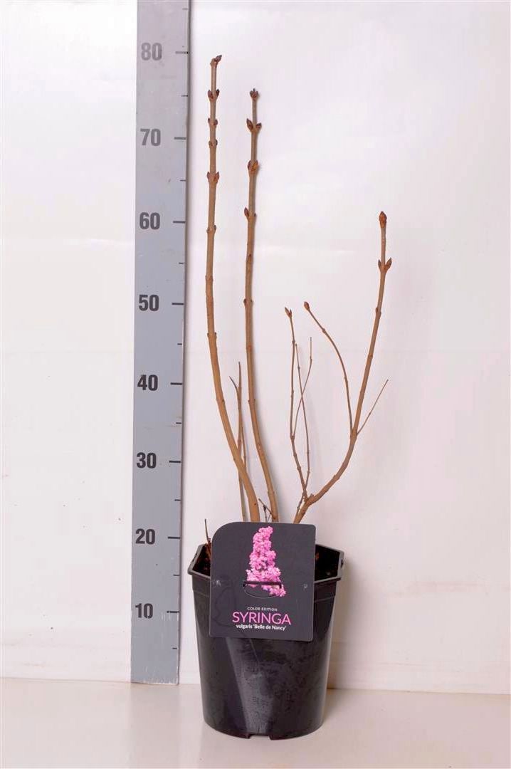 Syringa vulgaris &