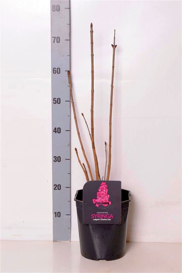 Syringa v. &