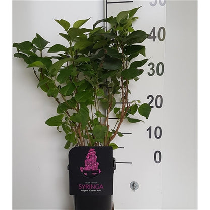 Syringa vulgaris i olika sorter C2 (2 liters kruka) / 17 cm kruka, 30-40 cm