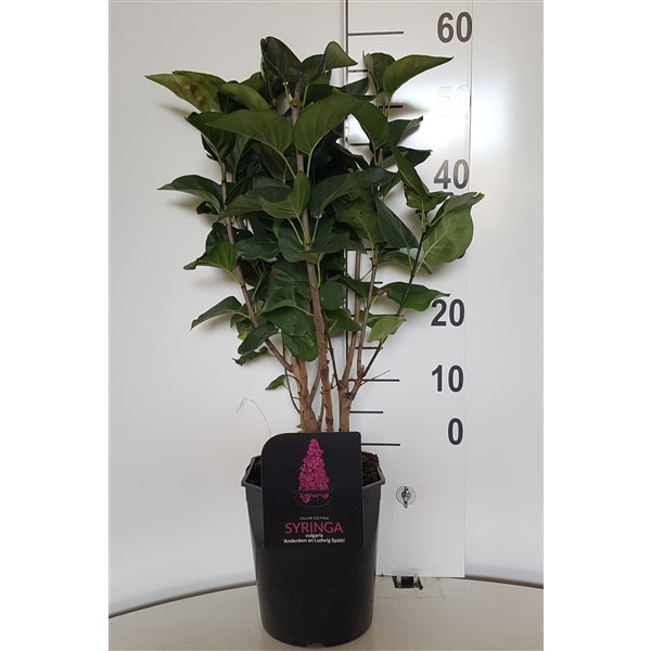 Syren vulgaris in cultivars - C4,5/P22 50-60 CM 3-4 B.