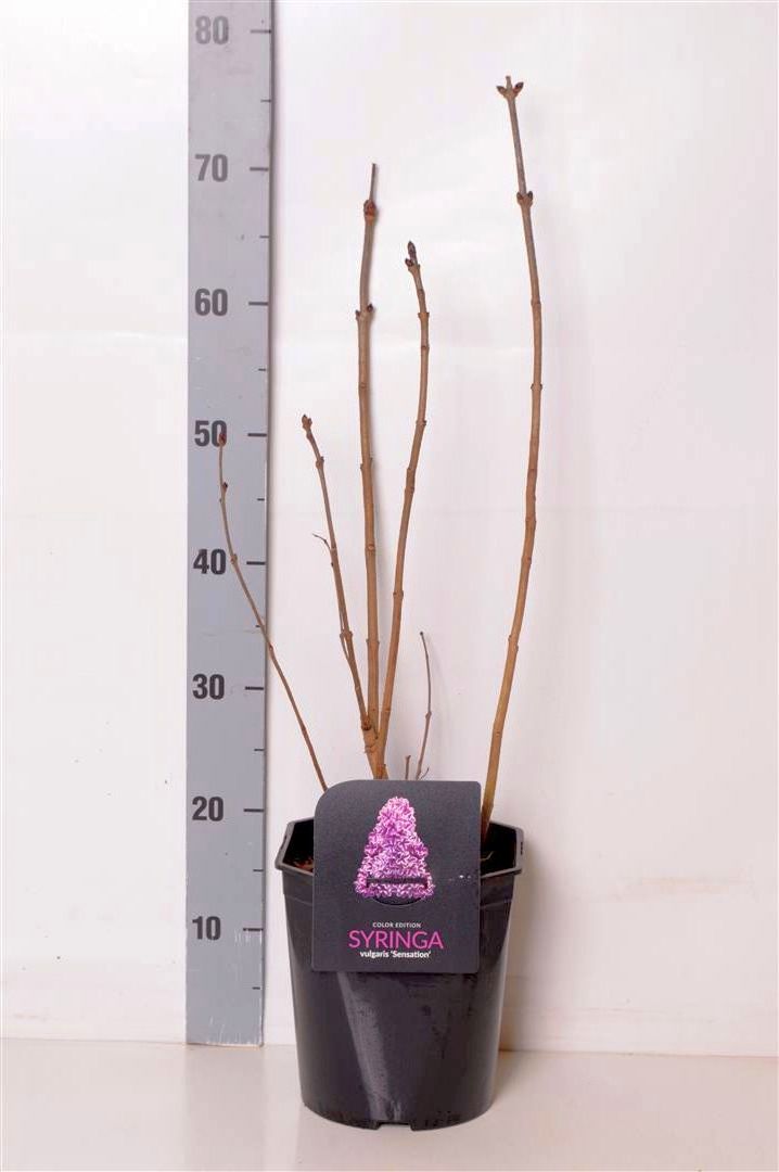 Syringa v. &