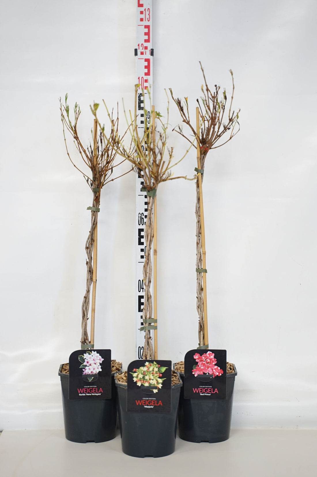 Prakttry in cultivars - 70 CM STEM C4/P21 BRAI