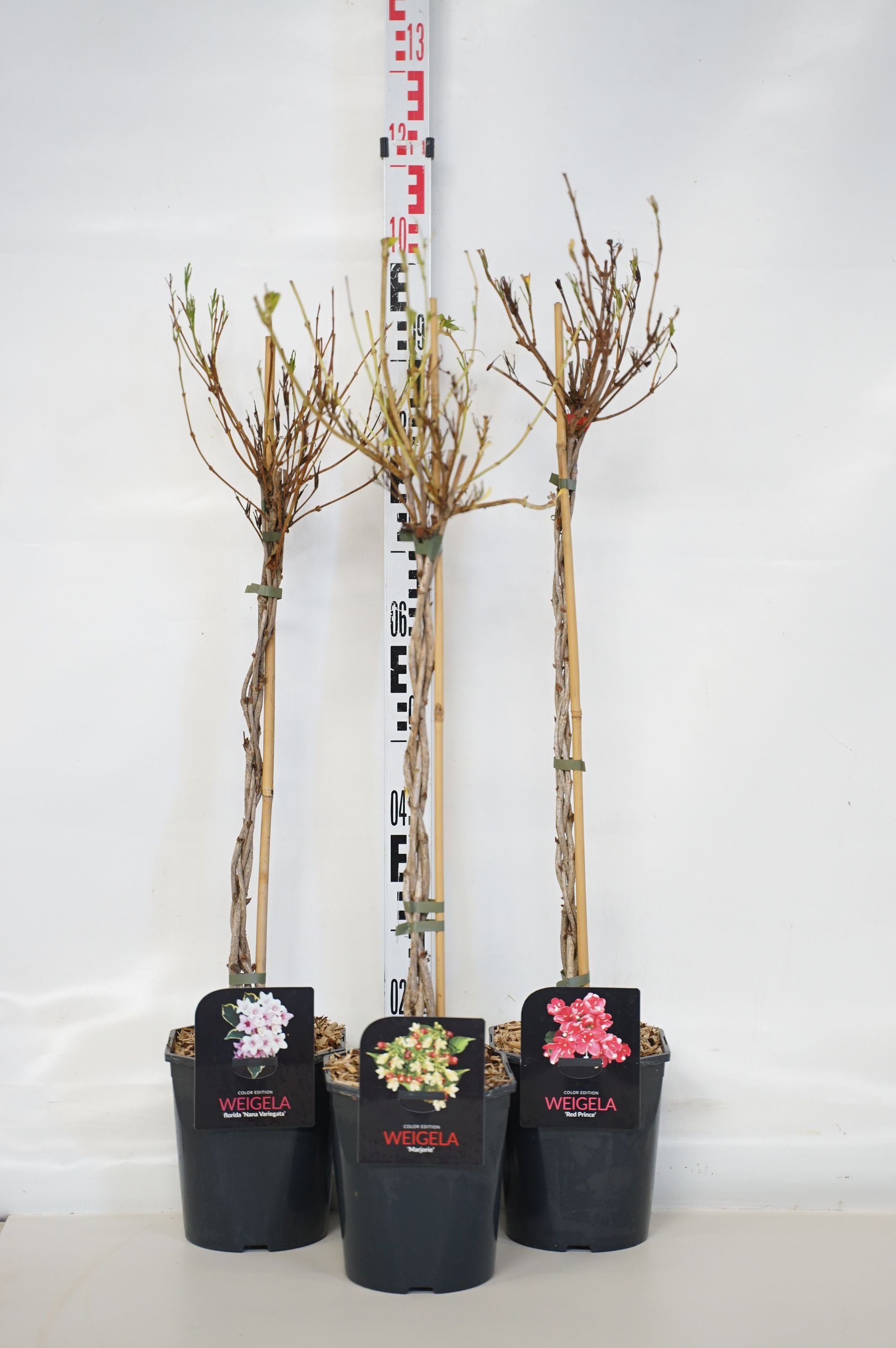 Prakttry in cultivars - 70 CM STEM C4/P21 BRAI