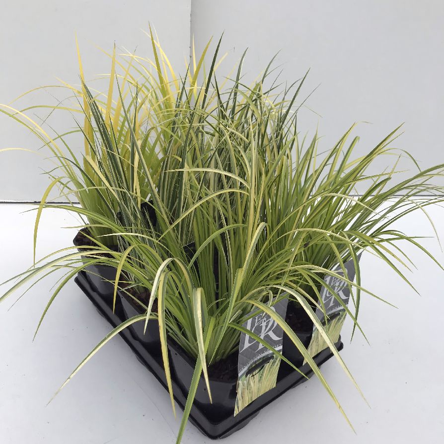 Kalmus in cultivars (mix in trays) - C2/P17