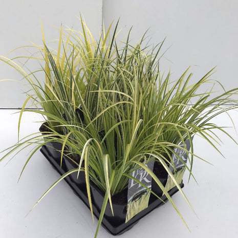 Acorus in cultivars (mix in trays)