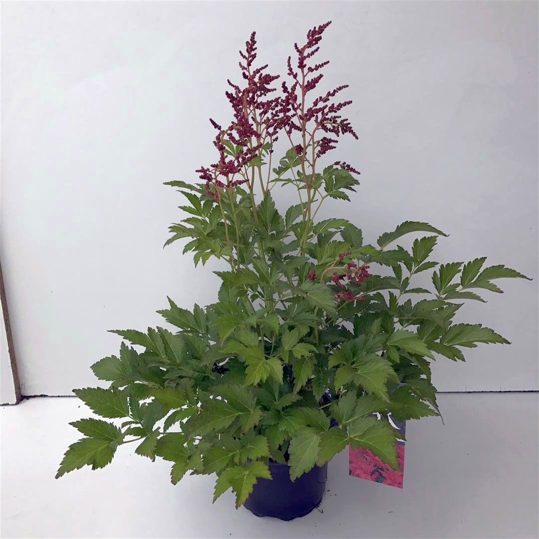 Astilbe (pink) - C2/P17