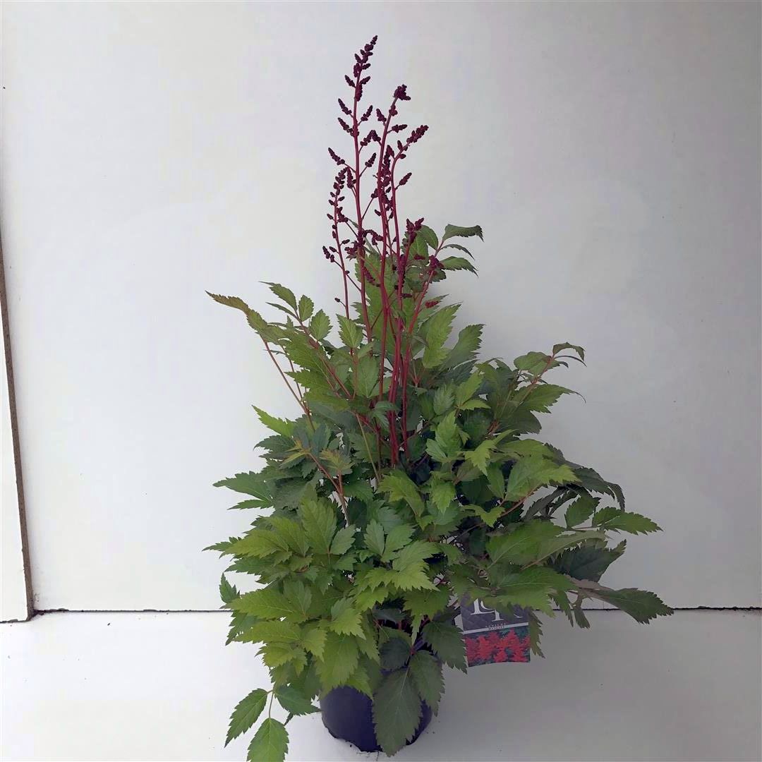 Astilbe (red) - C2/P17