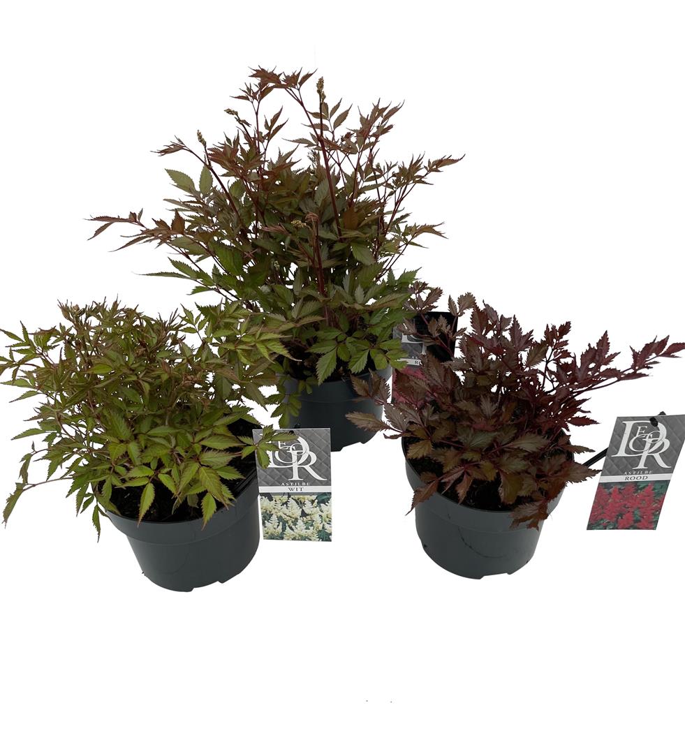 Astilbe in cultivars - C2/P17