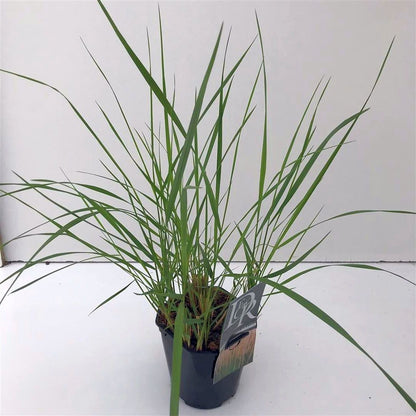 Calamagrostis acut. &