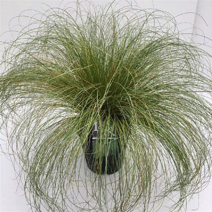 Carex comans &