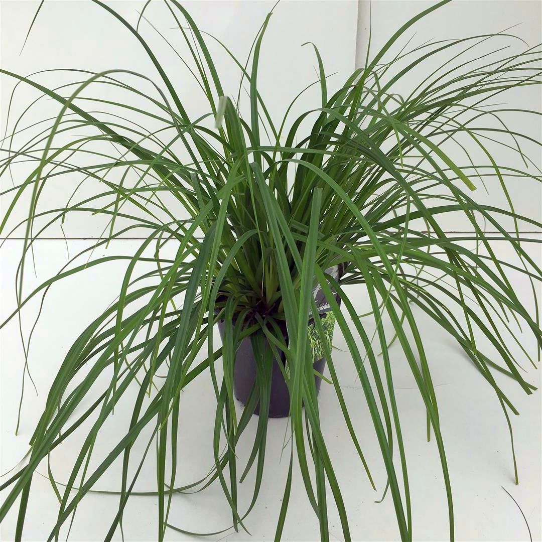 Carex &