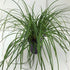 Carex &