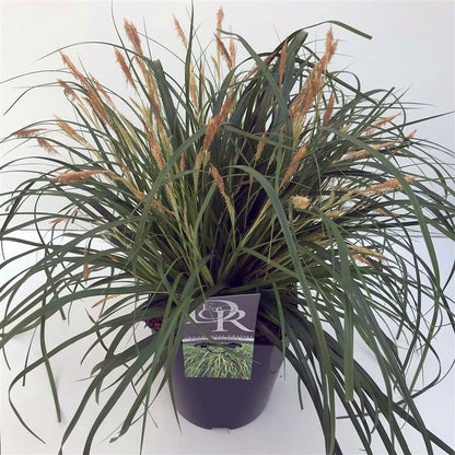 Carex &