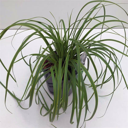 Carex &