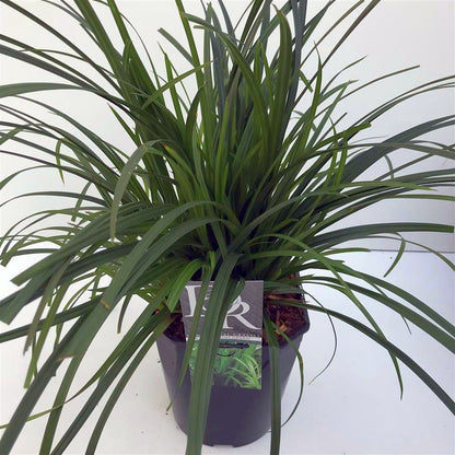 Carex morrowii &
