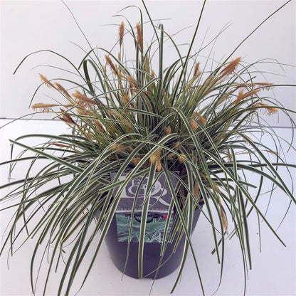 Carex oshim. &
