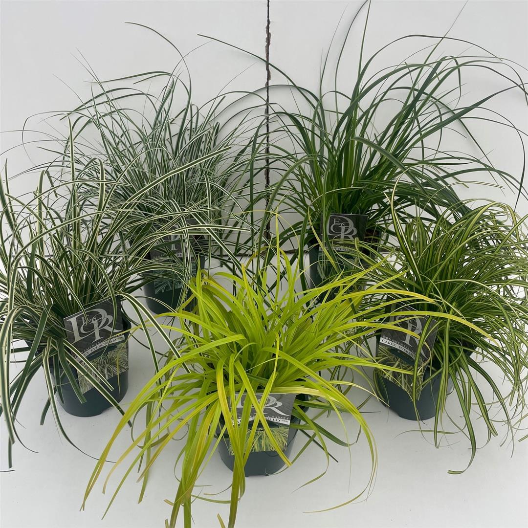 Carex i olika sorter C2 (2 liters kruka) / 17 cm kruka