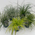 Carex i olika sorter C2 (2 liters kruka) / 17 cm kruka