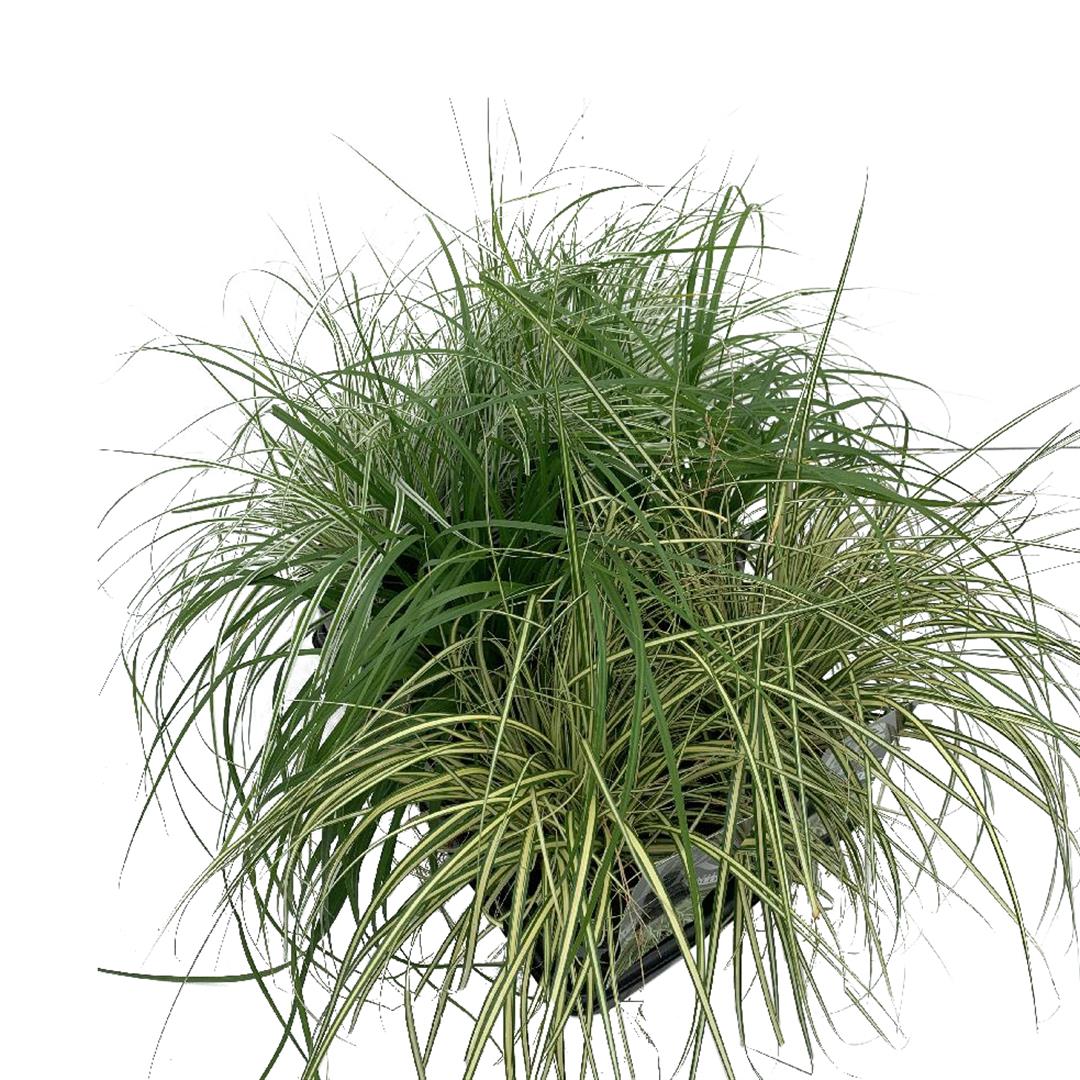 Starr in cultivars (mix in trays) - C2/P17