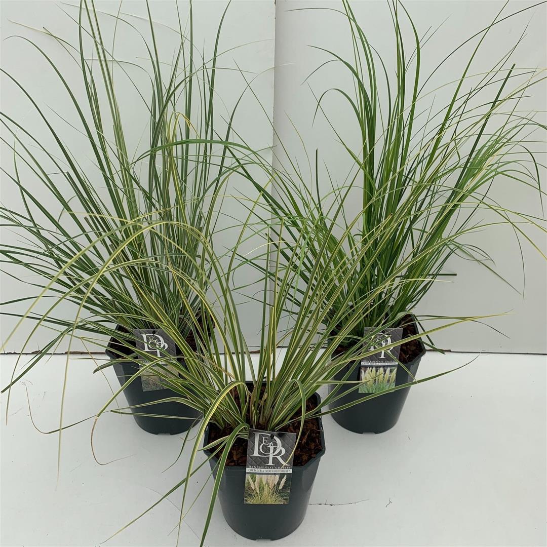 Cortaderia i sorter C5 (5 liters kruka) / 23 cm kruka