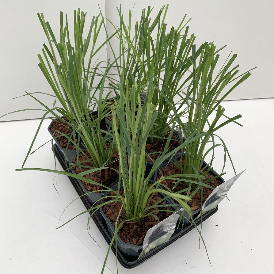 Pampasgräs in cultivars (mix in trays) - C2/P17