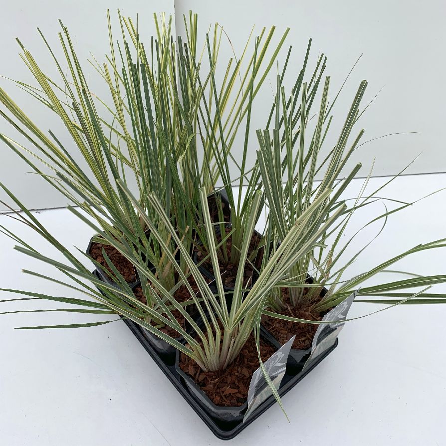 Pampasgräs Exclusive in cultivars (mix in trays) - C2/P17