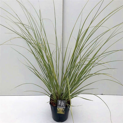 Cortaderia sell. &