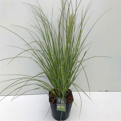 Cortaderia sell. &
