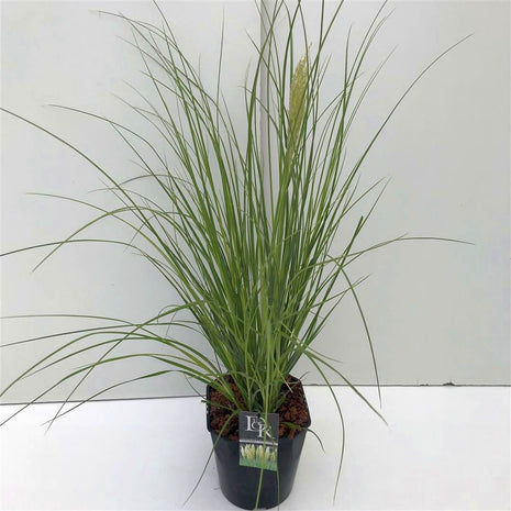 Cortaderia sell. 'Mini Pampas'