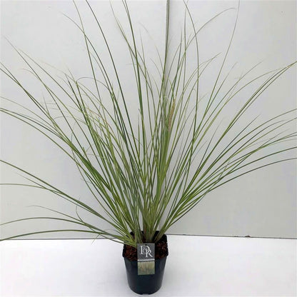 Cortaderia s. &