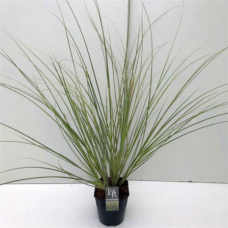 Cortaderia s. 'Mini Silverpampas'