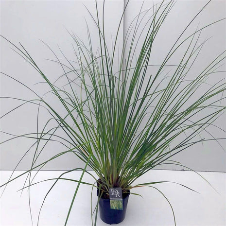 Cortaderia sell. 'Pumila'