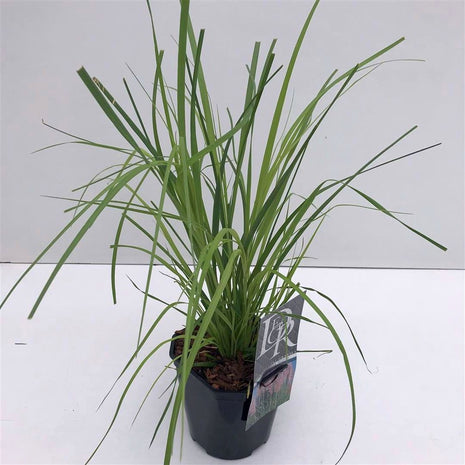 Cortaderia sell. 'Rosea'