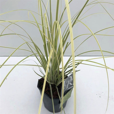 Cortaderia sell. 'Splendid Star'