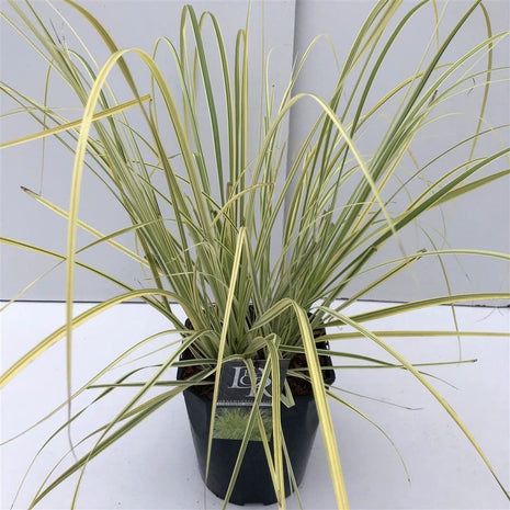 Cortaderia sell. 'Splendid Star'