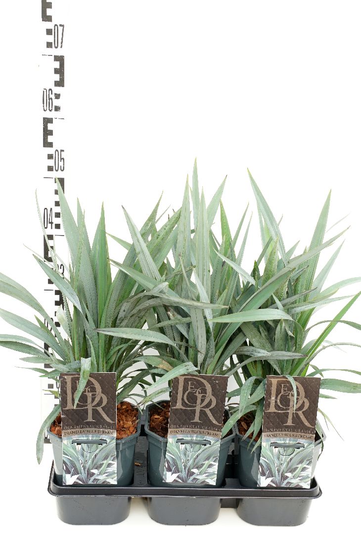 Dianella &